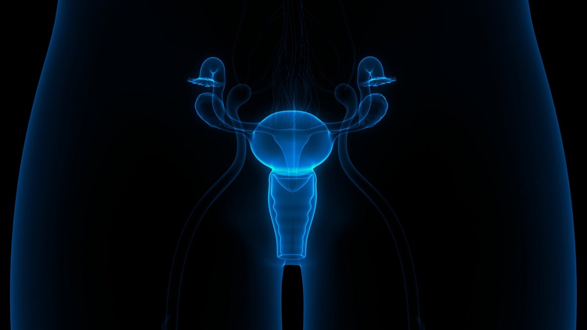 Ilustración médica del sistema reproductor femenino