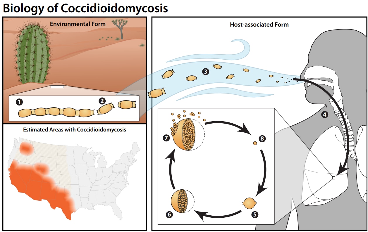 Biology of Coccidiodomycosis