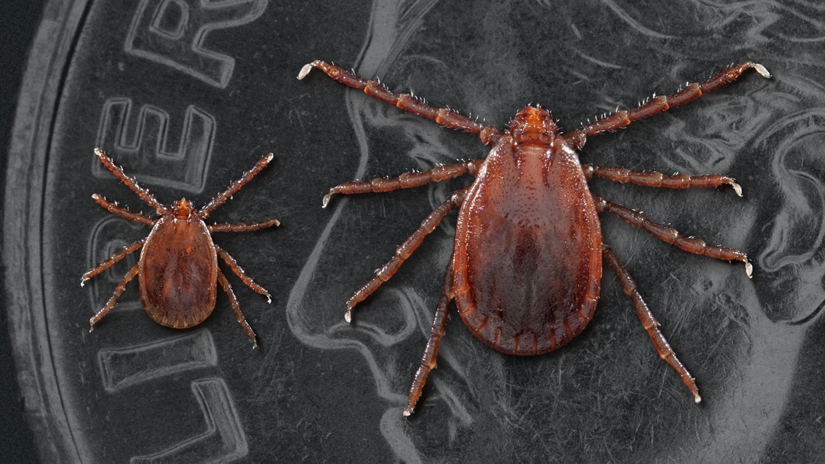 Asian longhorned tick nymph (left) and adult female (right)