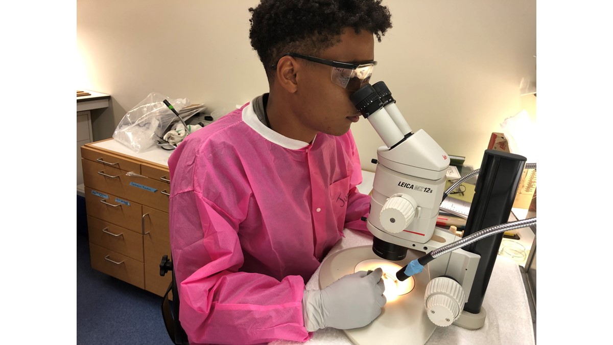 A DVBD Public Health Entomology for All intern looks into a microscope in a laboratory.