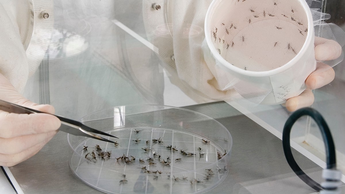 Photo of a person separating and counting mosquitoes for surveillance purposes