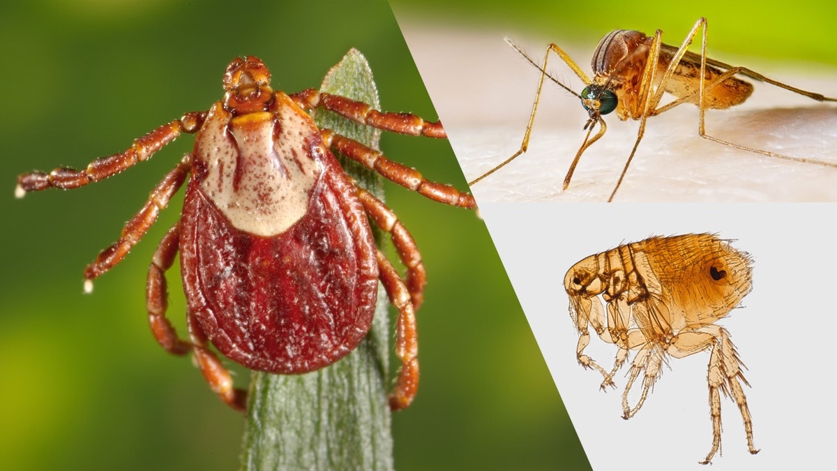 Ticks, mosquitoes, and fleas that spread germs are called vectors.