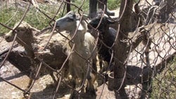 Goats in a pen