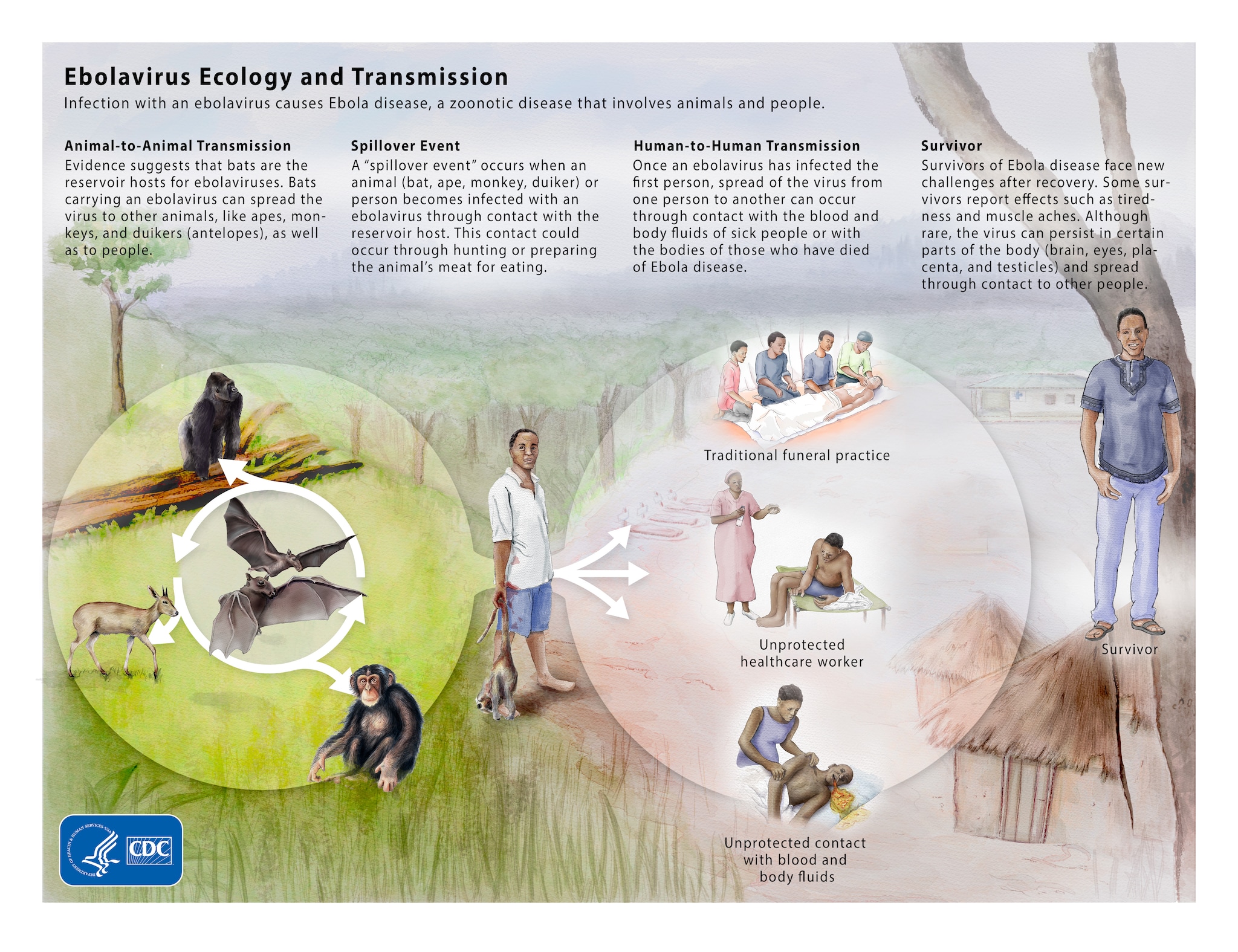 Ebolavirus Ecology