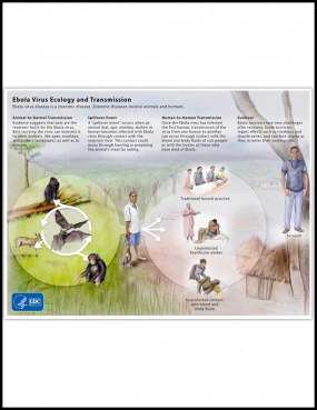 Ebola Ecology Graphic