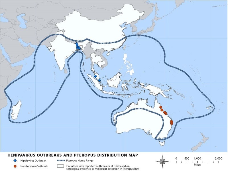 Distribution map showing areas endemic for Henipavirus Outbreaks and Pteropus.