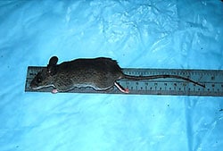 mouse on a ruler
