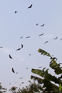 bats flying in Bangladesh