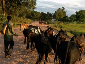 Man walking with a herd of cows