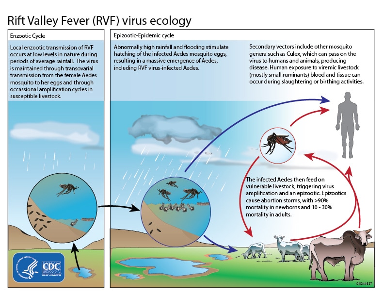 This graphic shows the ecological cycle for the Rift Valley Fever virus. Mosquitoes are both a reservoir and vector for RVFV, able to maintain virus for life and transmit it to offspring via eggs. After periods of heavy rainfall and flooding, an increased number of RVF virus-infected mosquitos may hatch and pass virus to humans and animals, producing disease. Humans become infected through mosquito bites and through direct contact with infected animal blood or tissue. Direct contact can occur during slaughtering of infected animals and veterinary procedures. No human-to-human transmission has been documented.