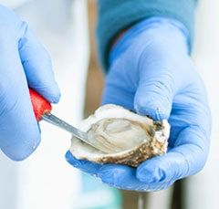 Opening oyster with gloves on