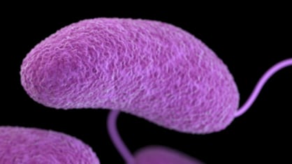 image of Vibrio