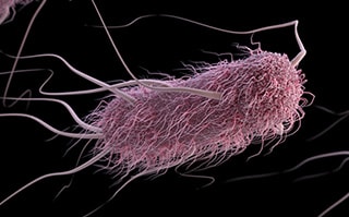 E. coli Ilustración