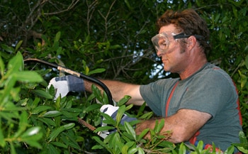 Photo: Man trimming shrubs
