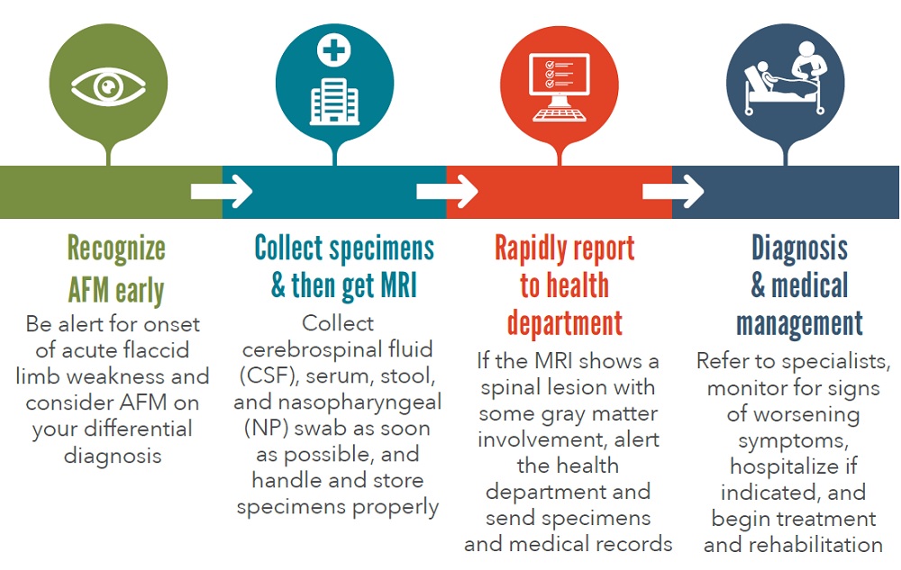 infographic 1 Clinicians: Timing is Key for AFM. Recognize AFM early: Be alert for onset of acute flaccid limb weakness and consider AFM on your differential diagnosis. Collect specimens %26 then get MRI: Collect cerebrospinal fluid (CSF), serum, stool, and nasopharyngeal (NP) swab as soon as possible, and handle and store specimens properly. Rapidly report to health department: If the MRI shows a spinal lesion with some gray matter involvement, alert the health department and send specimens and medical records.Diagnosis %26 medical management: Refer to specialists, monitor for signs of worsening symptoms, hospitalize if indicated, and begin treatment and rehabilitation.