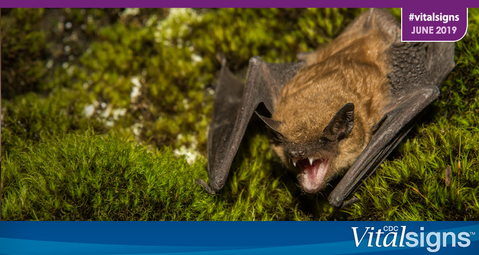 A brown bat baring its teeth