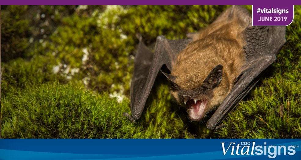 A brown bat baring its teeth