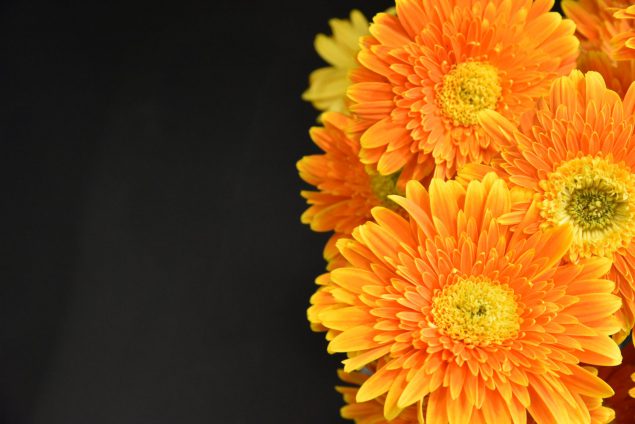 orange and yellow marigolds