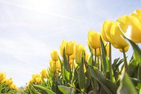Example image:  yellow flowers