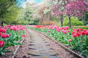 Flower garden path