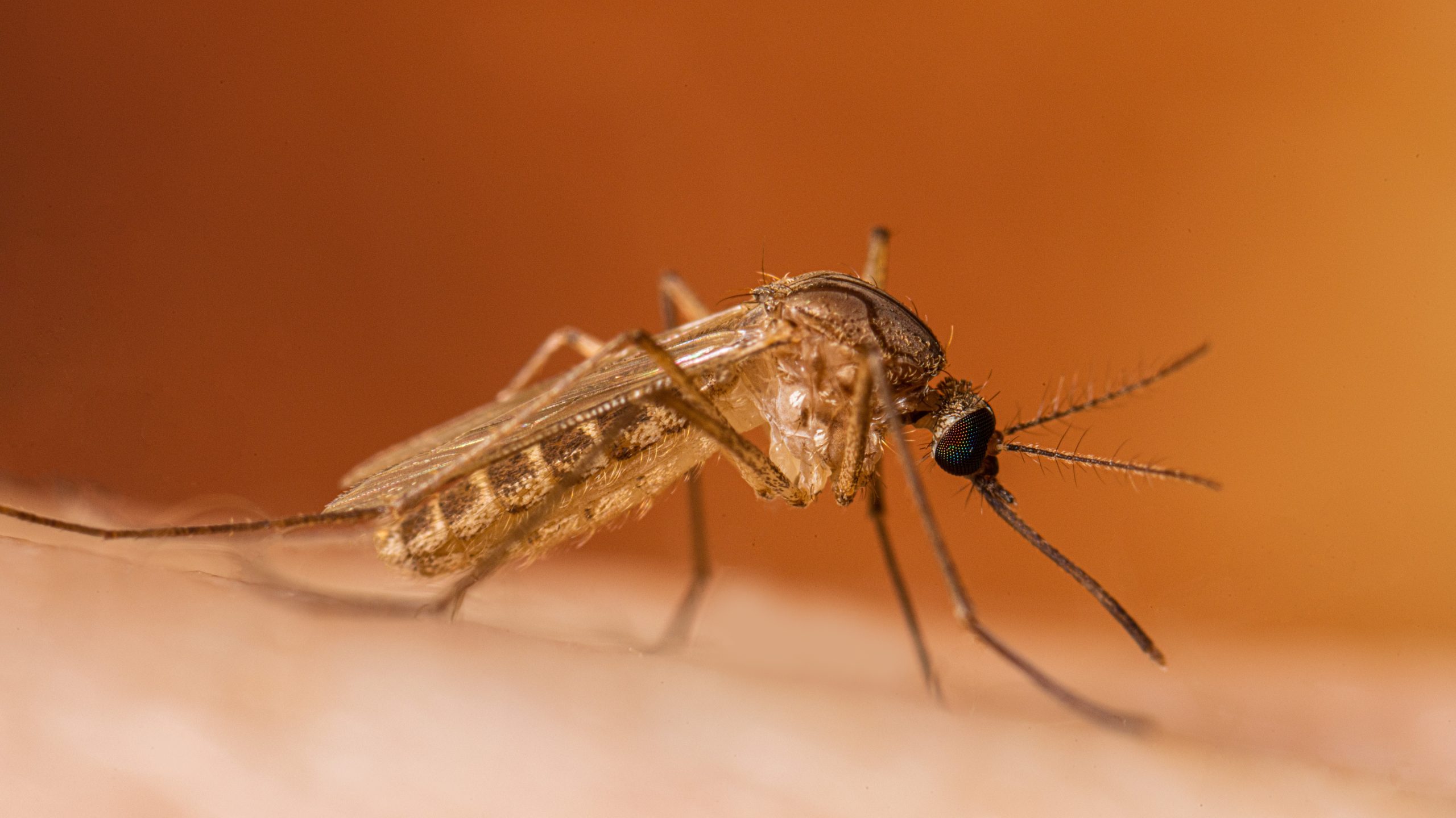 West Nile Virus In Campania A Growing Public Health Concern - zq0ul0u