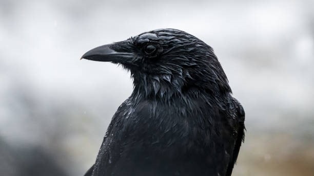 Image of a raven