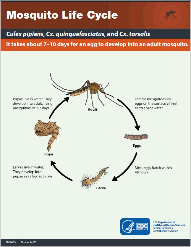 Mosquito life cycle fact sheet thumbnail