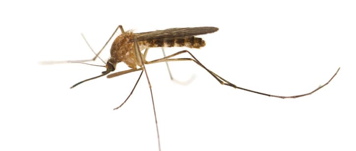 10 Symptoms of West Nile virus You Should Never Ignore