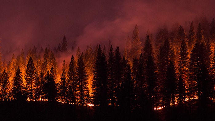 Active wildfire raging through a forest.