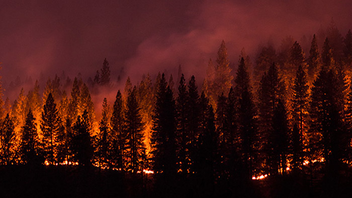 Active wildfire raging through a forest.