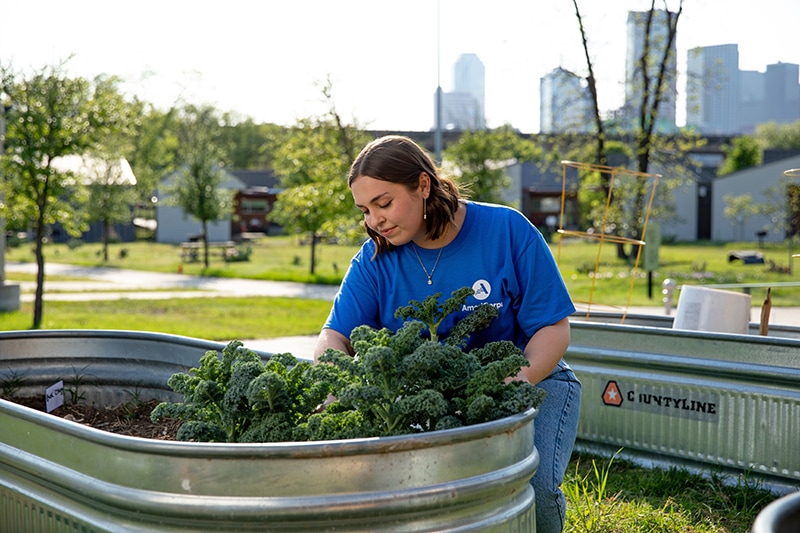 An AmeriCorps member tends to plants in a raised bed in a community garden.