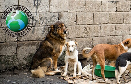 Free-roaming dogs in Ethiopia with World Rabies Day logo 