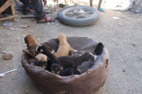 puppies in tire