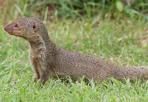 Mongooses were originally brought to Puerto Rico and the Hawaiian islands from Asia to protect sugar cane fields from rats and snakes. This small swift predator preys on birds, reptiles, and amphibians. Without a natural predator of its own, the mongoose quickly became a burden, hurting wildlife as well as poultry farmers and hunters. So far, this invasive species is responsible for the extinction of several reptile and amphibian species on the islands where it became widespread.