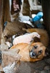A street dog with her puppies, found in an alley in Addis Ababa, Ethiopia.