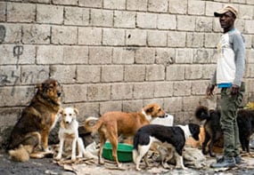 Street dogs in Addis Ababa often have close bonds with community members who welcome the vaccinators and help the team vaccinate the dogs.