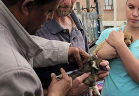 An Ethiopian veterinarian vaccinates a puppy while Daniel Stewart (GARC) and Dr. Emily Pieracci (CDC) observe.