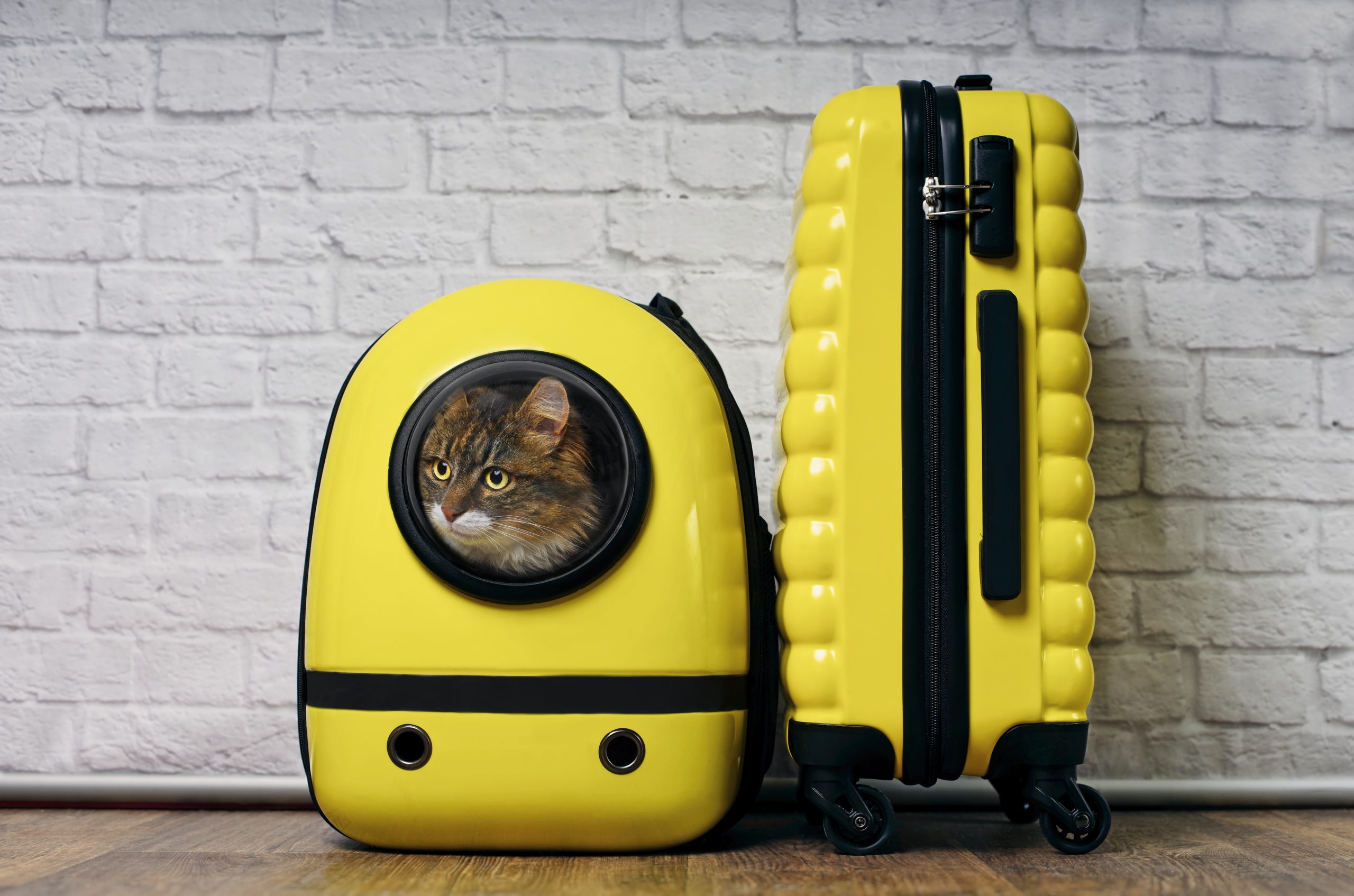 Traveling with Pets and Service Animals | Yellow Book Traveling with Pets and Service Animals | Yellow Book