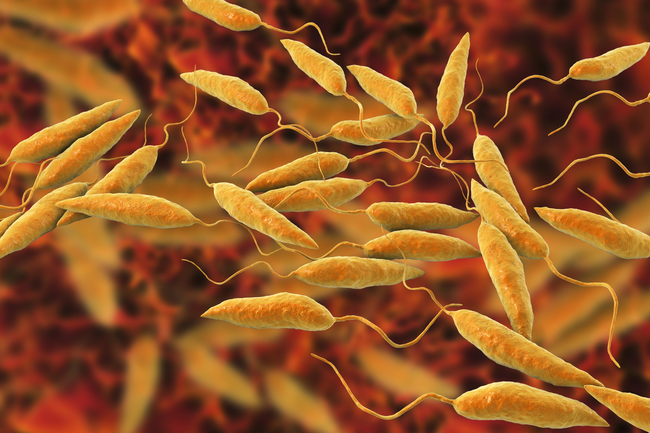 Leishmaniasis | Yellow Book | CDC Leishmaniasis | Yellow Book | CDC