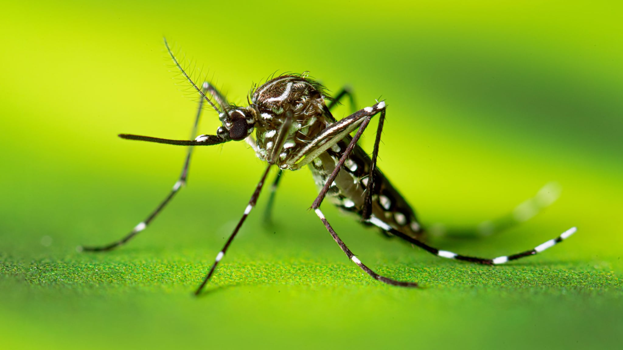Aedes aegypti mosquito on a green background