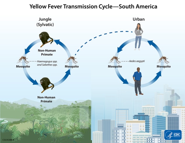 Image of yellow fever transmission cycle in a South American setting. A mosquito and a non-human primate are shown on opposite sides of a circle with arrows connecting them to represent how yellow fever cycles between mosquitoes and animals in the jungle setting. A dashed line connects the circle to another circle in which the arrows connect a mosquito and a human to show how yellow fever spreads in a city setting. The background of the first circle is a jungle landscape and the second is an urban city.