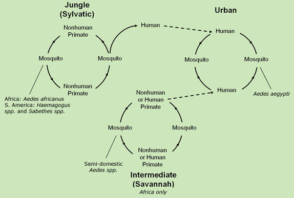 	Yellow fever virus has three transmission cycles: jungle (sylvatic), intermediate (savannah), and urban.