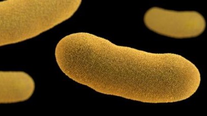 Urease Yersinia About Yersinia Infection | Yersinia Infection | CDC