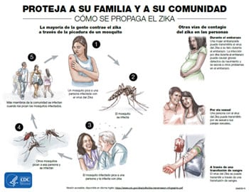 Vista en miniatura de la infografía Proteja a su familia y a su comunidad: cómo se propaga el virus del Zika