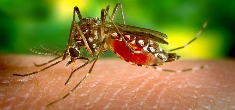 Foto de Aedes aegypti mosquito