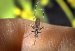 Mosquito Aedes albopictus fêmea alimentando-se de um hospedeiro humano