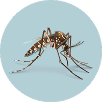 Mosquito carrying disease