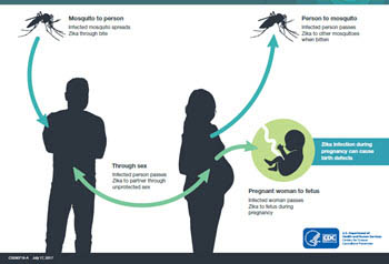 Vista en miniatura: cómo se propaga el virus del Zika