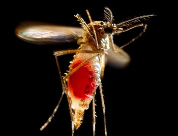 image of mosquito in flight