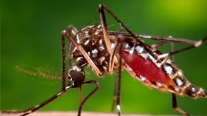 Uma fêmea do mosquito Aedes aegypti prestes a se alimentar do sangue de seu hospedeiro humano. Foto: James Gathany.